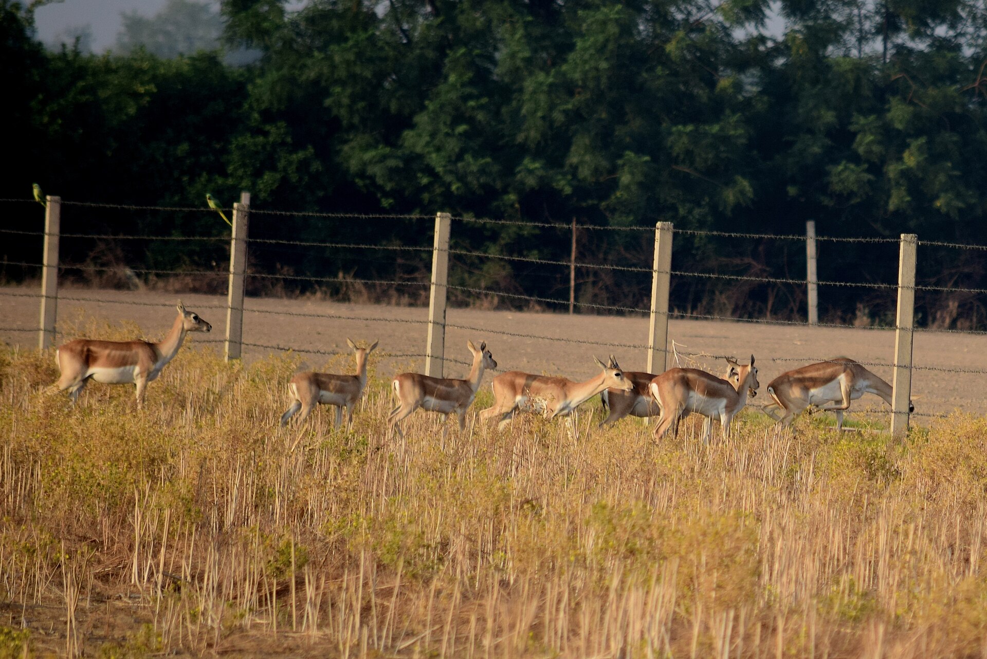 Blackbuck at the Abohar Wildlife Sanctuary