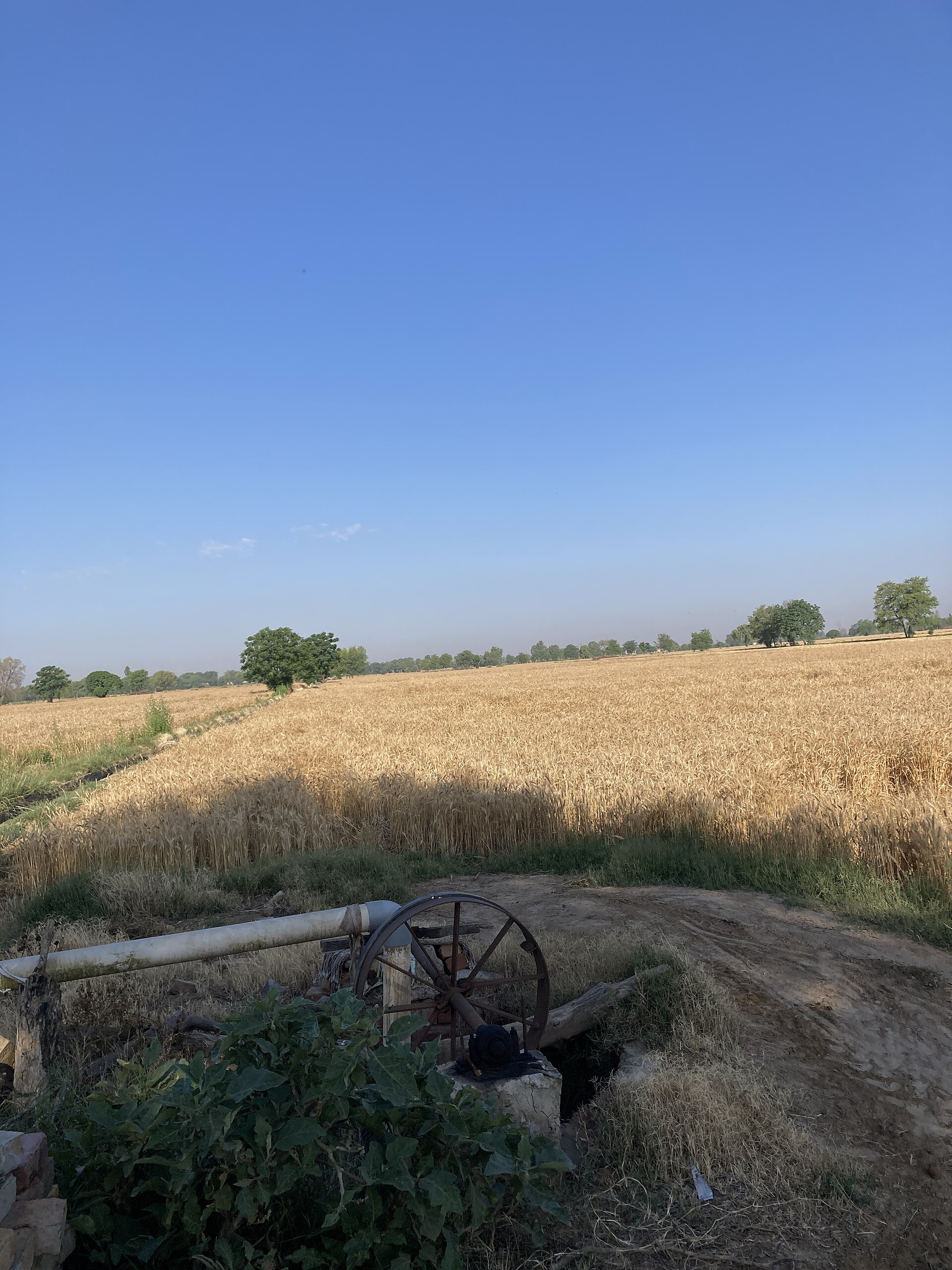 Golden wheat fields at harvest in Punjab