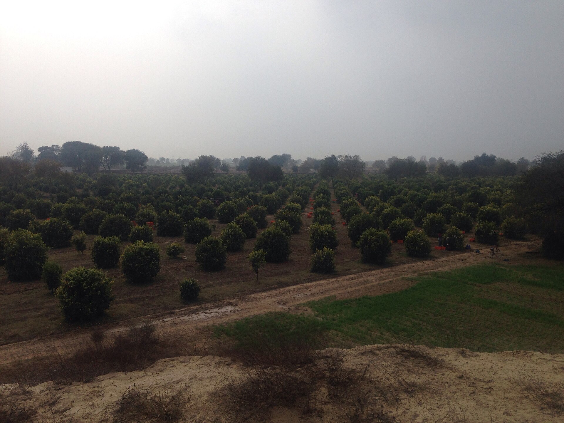 Kinnow orchards near Abohar at harvest time